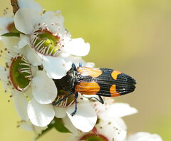 Castiarina pulchripes