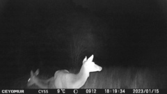 Cervus elaphus corsicanus