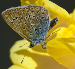 Polyommatus