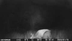 Cervus elaphus corsicanus