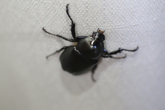 Xylotrupes australicus