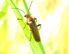 Cantharis