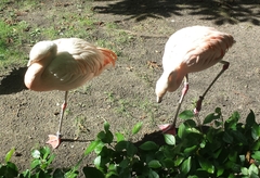 Phoenicopterus