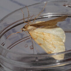 Gandaritis pyraliata