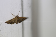Nacoleia