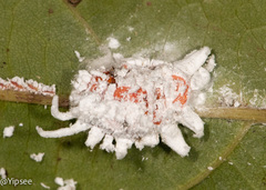 Pseudococcus