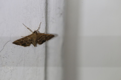 Nacoleia