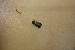 Thoracolopha flexirena