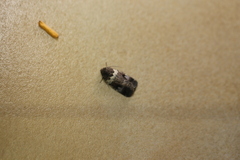 Thoracolopha flexirena