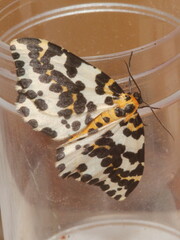 Abraxas grossulariata