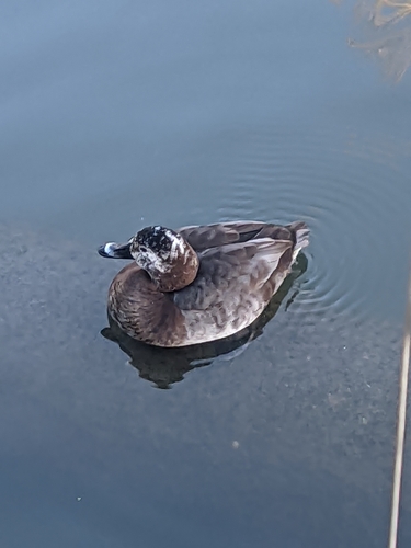 Porrón europeo (Aythya ferina)