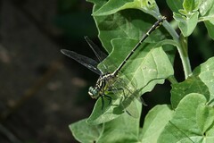 Austrogomphus ochraceus