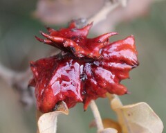 Andricus dentimitratus