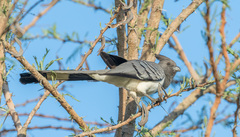 Corythaixoides leucogaster