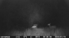 Cervus elaphus corsicanus