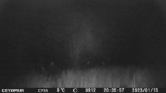 Cervus elaphus corsicanus