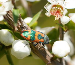 Castiarina hilaris