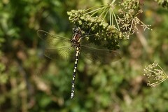 Synthemis eustalacta