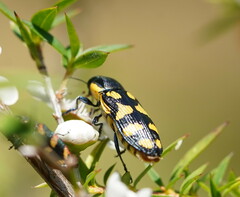 Castiarina octospilota