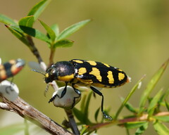 Castiarina octospilota