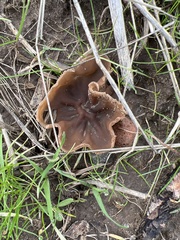 Phylloscypha phyllogena