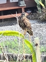 Rostrhamus sociabilis