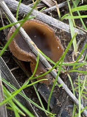 Phylloscypha phyllogena