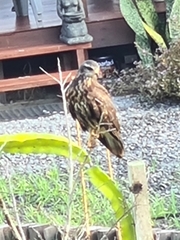 Rostrhamus sociabilis