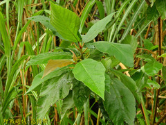 Ficus erecta beecheyana