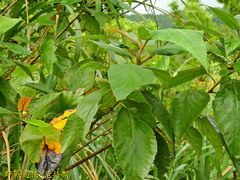 Ficus erecta beecheyana