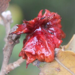 Andricus dentimitratus