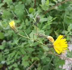 Sonchus tenerrimus