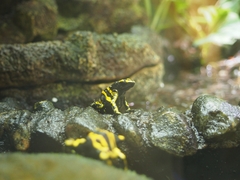 Dendrobates leucomelas