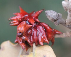 Andricus dentimitratus