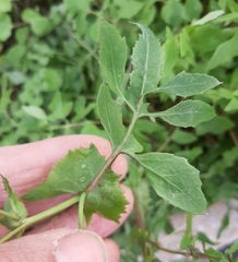 Sonchus tenerrimus