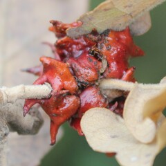 Andricus dentimitratus