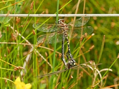 Synthemis eustalacta
