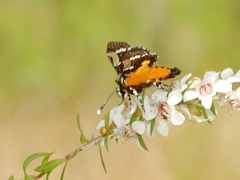 Hecatesia fenestrata