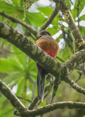 Apaloderma vittatum
