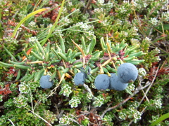 Berberis empetrifolia