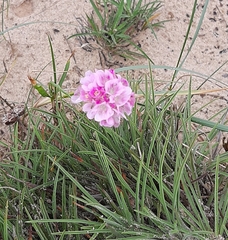 Armeria