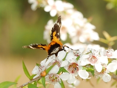 Hecatesia fenestrata