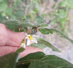 Solanum nigrum