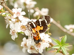 Hecatesia fenestrata