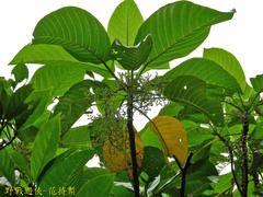 Dendrocnide meyeniana