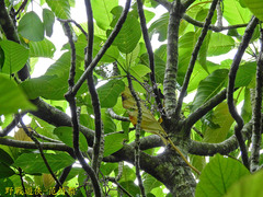 Dendrocnide meyeniana