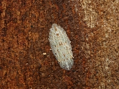 Ledromorpha planirostris