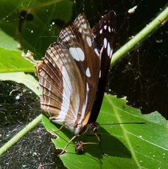 Phaedyma shepherdi