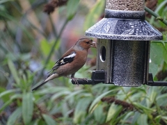 Fringilla coelebs