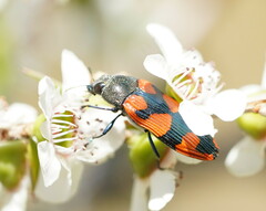 Castiarina delectabilis